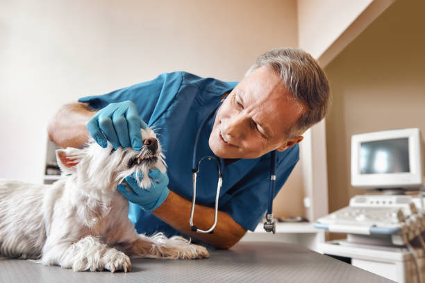 Best Emergency Dental Care for Broken or Chipped Teeth in Fort Knox, KY